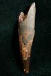 Large Inch Pterosaur Tooth - Morocco #7180-1